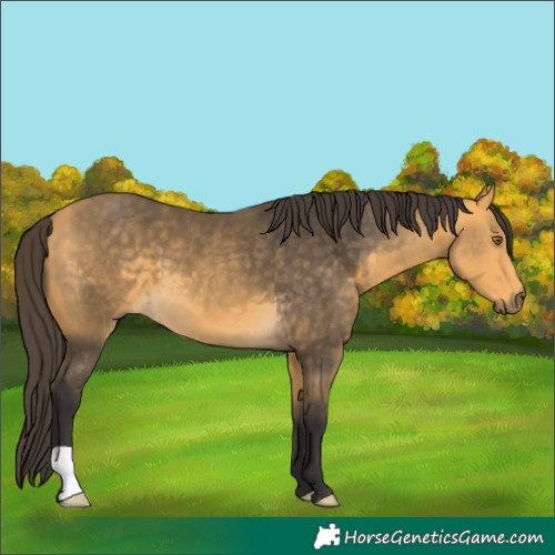 Horse Color:Buckskin 