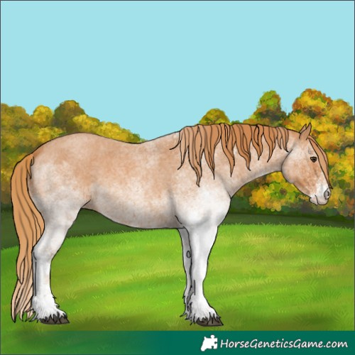 Horse Color:White Spotted Red Roan