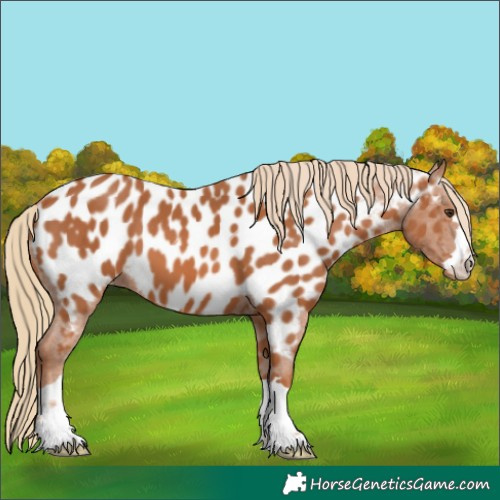 Horse Color:Chestnut Appaloosa