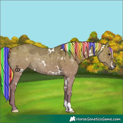 Horse Color:Painted White Spotted Silver Grullo