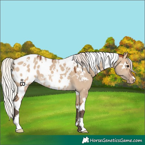 Horse Color:White Spotted Silver Brown Dun Appaloosa