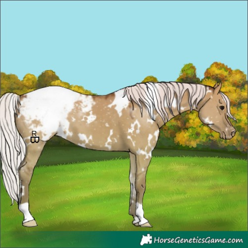 Horse Color:White Spotted Silver Grullo Appaloosa
