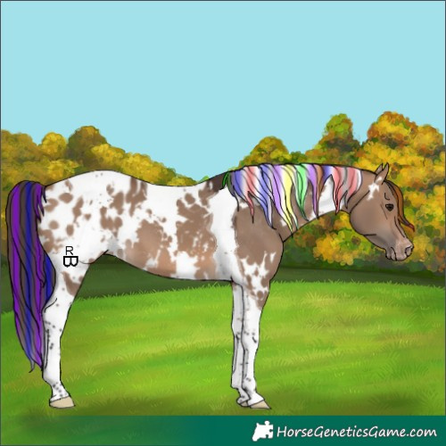 Horse Color:Painted White Spotted Brown Dun Tobiano Blanket 