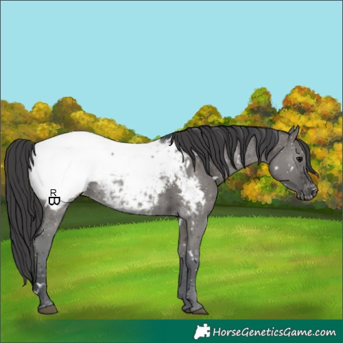 Horse Color:White Spotted Grullo Appaloosa