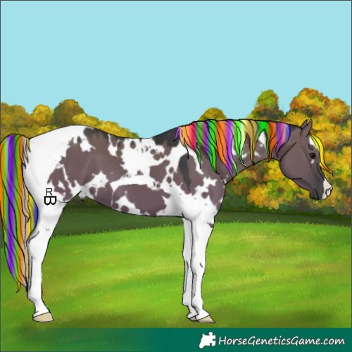Horse Color:Painted White Spotted Grullo Tobiano 