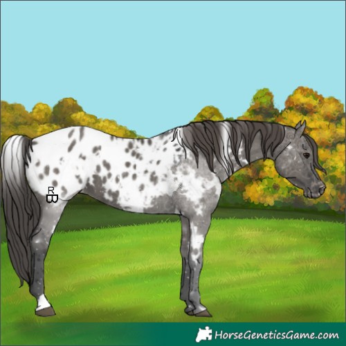 Horse Color:White Spotted Grullo Appaloosa