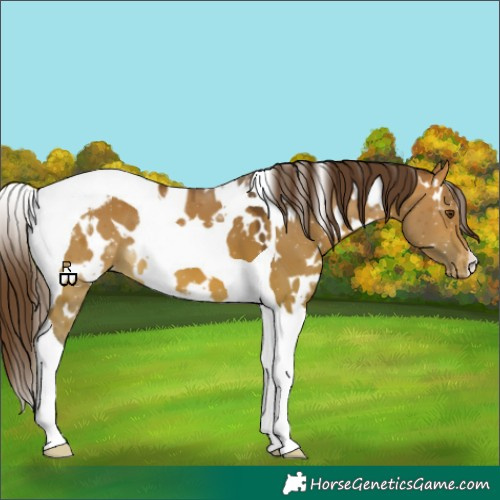 Horse Color:White Spotted Bay Dun Tobiano Appaloosa