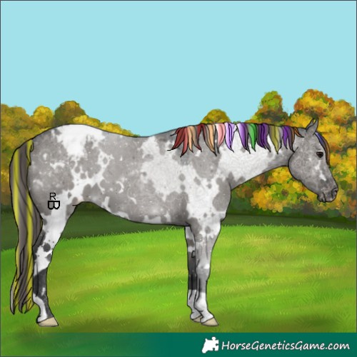 Horse Color:Painted White Spotted Grullo Appaloosa