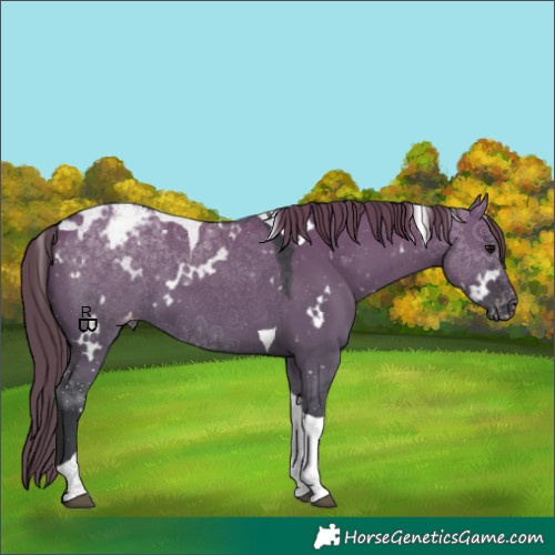 Horse Color:White Spotted Grullo Tobiano Appaloosa
