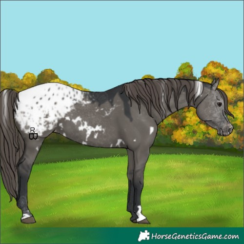 Horse Color:White Spotted Grullo Appaloosa