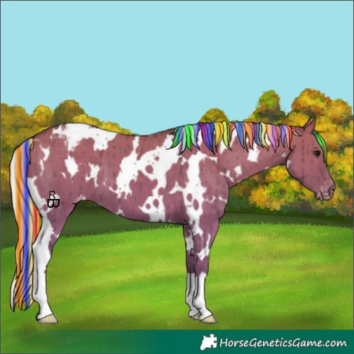 Horse Color:Painted White Spotted Silver Grullo Appaloosa Brindle