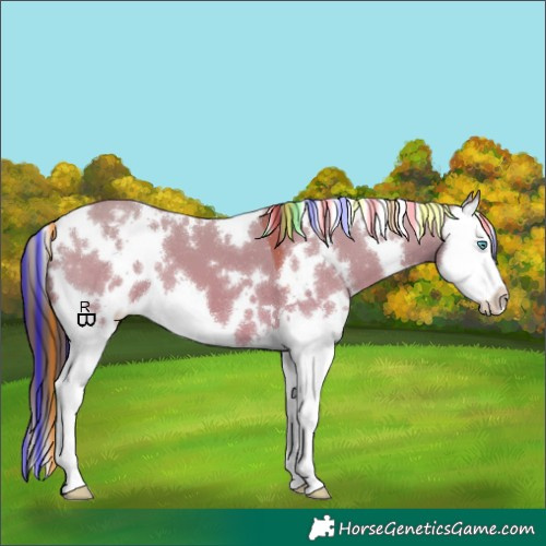 Horse Color:Painted White Spotted Bay Dun Splash Appaloosa