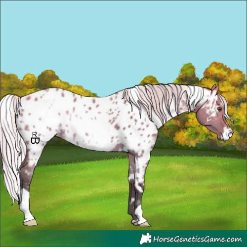 Horse Color:White Spotted Silver Bay Dun Appaloosa