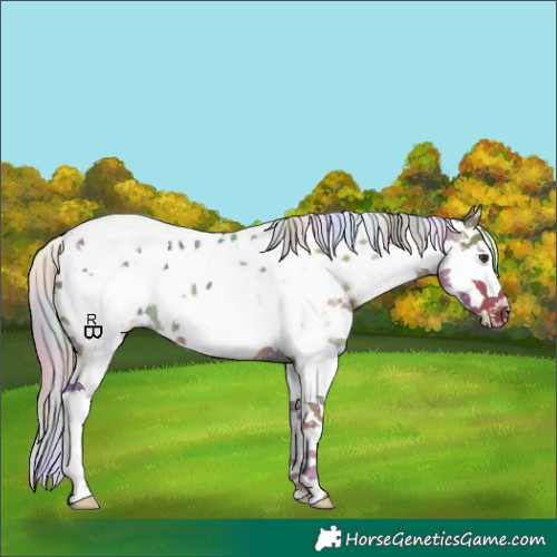 Horse Color:Nacre Chocolate Palomino Dun Sabino Splash Appaloosa