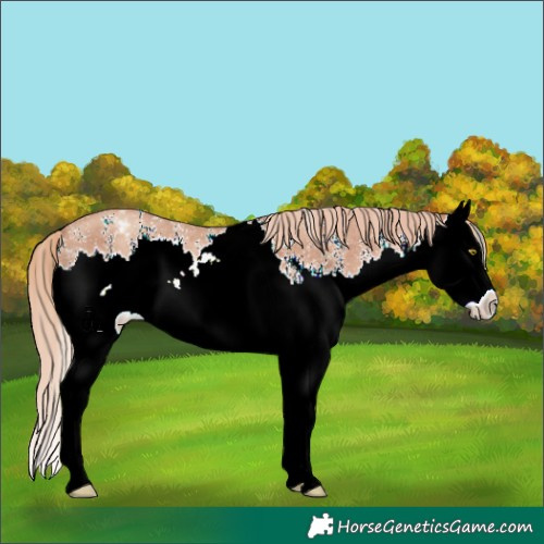 Horse Color:Gold Champagne Sabino Splash Appaloosa 