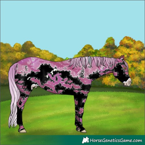 Horse Color:Gold Champagne Sabino Splash