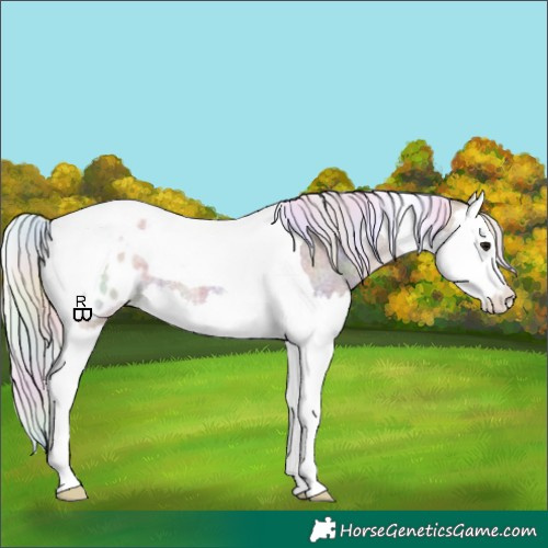 Horse Color:Nacre Silver Grullo Roan Splash Tobiano Appaloosa 
