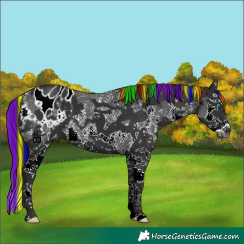 Horse Color:Gray Painted Liver Chestnut Sabino Splash Appaloosa