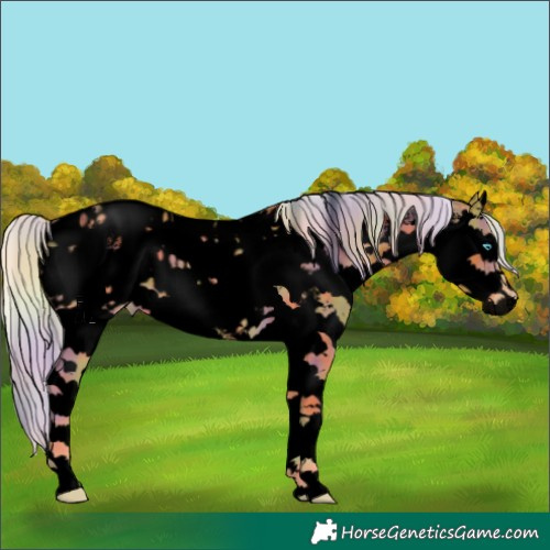 Horse Color:Void Nacre Palomino Sabino Splash Appaloosa 