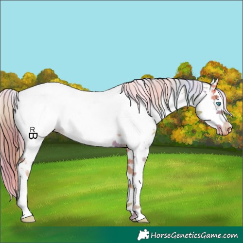 Horse Color:Nacre Gold Champagne Sabino Splash Appaloosa