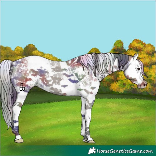 Horse Color:Nacre White Spotted Grullo Sabino Splash Appaloosa