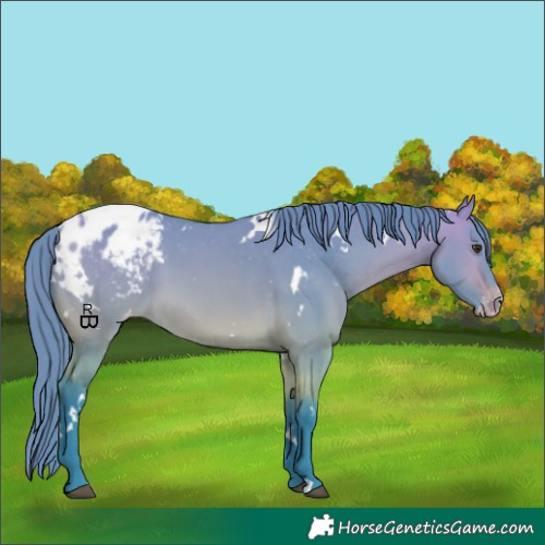Horse Color:Watercolor White Spotted Buckskin Dun Appaloosa