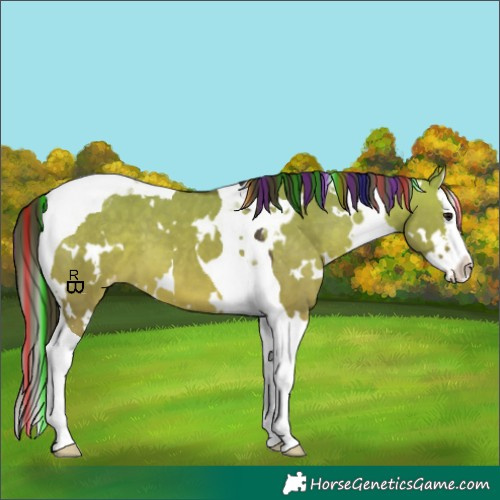 Horse Color:Painted White Spotted Brown Dun Splash Tobiano Appaloosa 