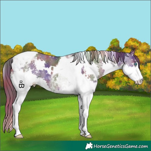 Horse Color:Nacre White Spotted Grullo Splash Tobiano Appaloosa 
