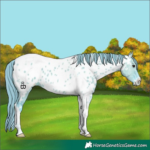 Horse Color:Watercolor Smoky Grullo Sabino Tobiano Appaloosa