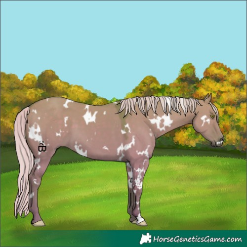 Horse Color:Watercolor White Spotted Silver Grullo
