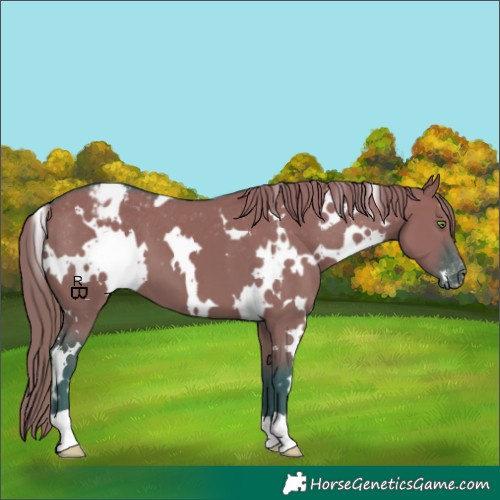 Horse Color:Watercolor White Spotted Smoky Grullo Appaloosa 