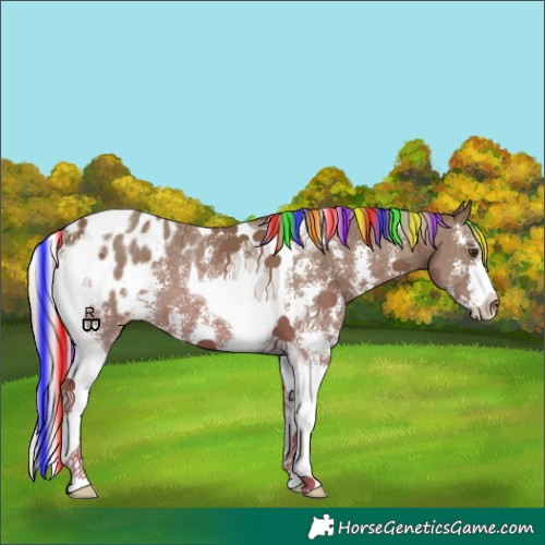Horse Color:Painted Chestnut Sabino Tobiano Appaloosa