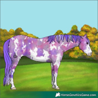 Horse Color:Nacre Watercolor White Spotted Smoky Grullo Sabino 