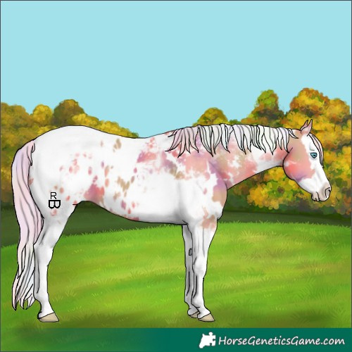 Horse Color:Nacre White Spotted Silver Classic Champagne Dun Splash Tobiano Appaloosa 