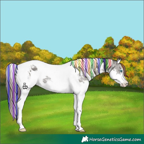 Horse Color:Painted White Spotted Grullo Splash Tobiano Appaloosa Brindle