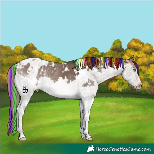 Horse Color:Painted White Spotted Brown Dun Splash Appaloosa 