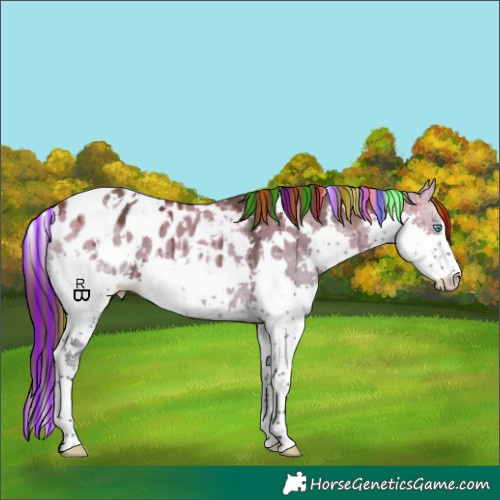 Horse Color:Painted White Spotted Bay Dun Splash Appaloosa Brindle