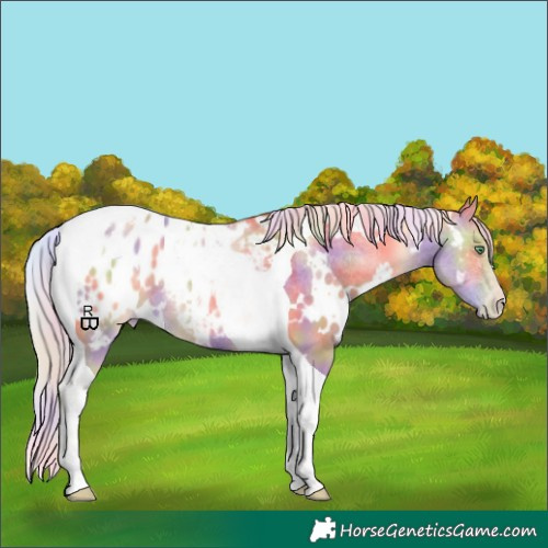 Horse Color:Nacre White Spotted Silver Classic Champagne Dun Tobiano Appaloosa 
