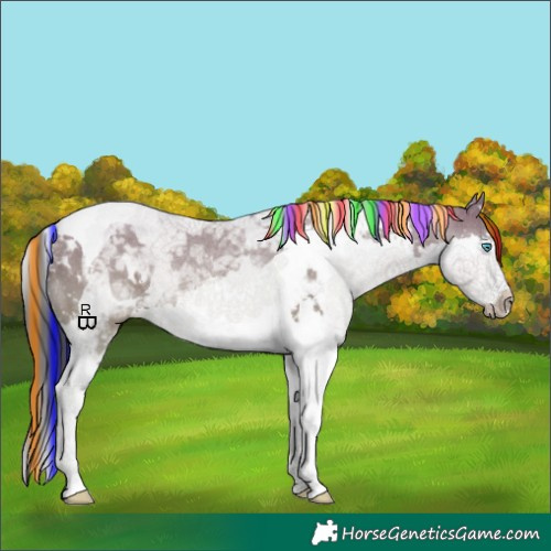 Horse Color:Painted White Spotted Grullo Splash Tobiano 