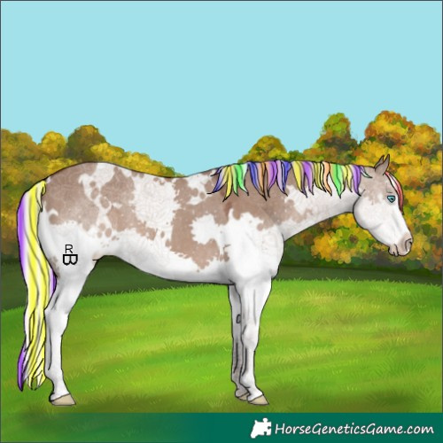 Horse Color:Painted White Spotted Silver Grullo Splash Appaloosa 