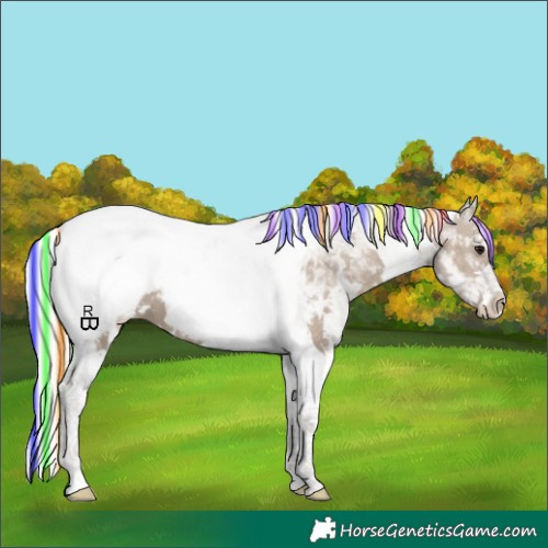 Horse Color:Painted White Spotted Silver Grullo Tobiano Appaloosa 