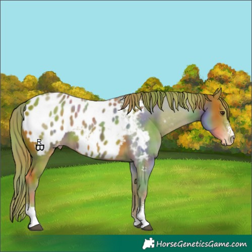 Horse Color:Nacre Watercolor Chestnut Sabino Appaloosa