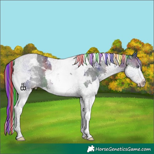 Horse Color:Painted Nacre Black Chinchilla Splash Tobiano Appaloosa