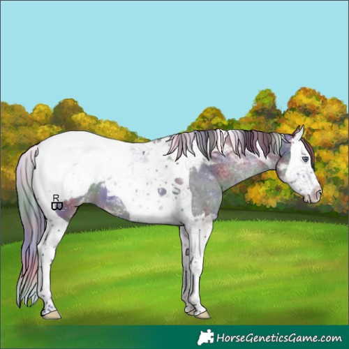 Horse Color:Nacre Brown Chinchilla Splash Tobiano Appaloosa 