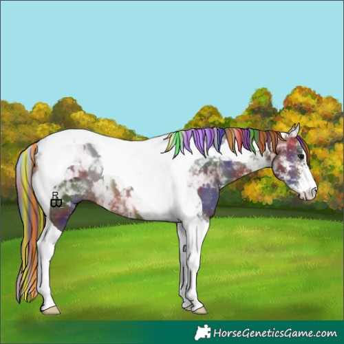 Horse Color:Painted Nacre Brown Sabino Tobiano 