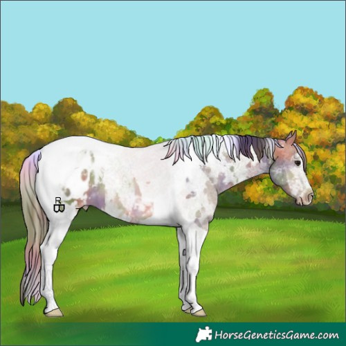 Horse Color:Nacre White Spotted Brown Dun Tobiano Appaloosa 