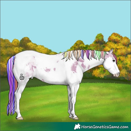 Horse Color:Painted Watercolor White Spotted Smoky Grullo Splash Tobiano Appaloosa
