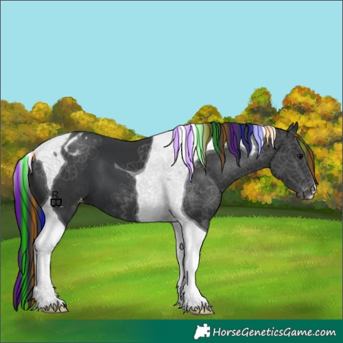 Horse Color:Painted Black Tobiano Appaloosa