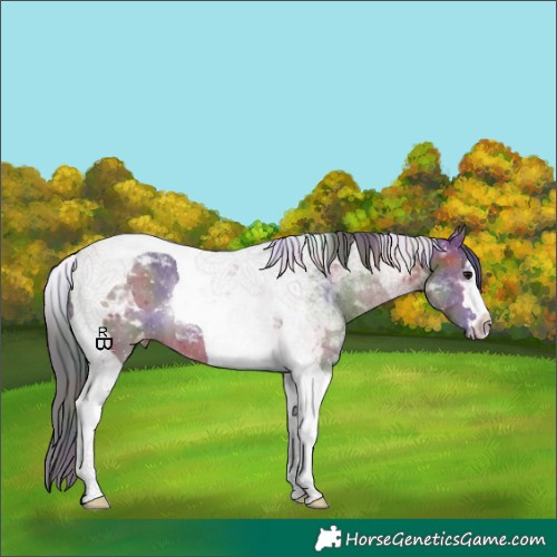 Horse Color:Nacre Bay Tobiano Appaloosa