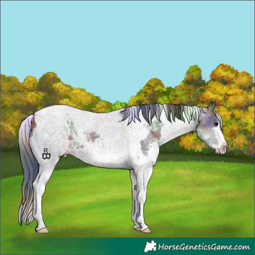 Horse Color:Nacre White Spotted Brown Splash Tobiano Appaloosa
